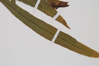 單葉雙蓋蕨藏品圖，第3張