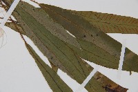 單葉雙蓋蕨藏品圖，第4張