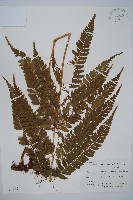 斜方複葉耳蕨藏品圖，第1張