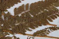 斜方複葉耳蕨藏品圖，第4張