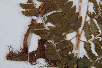 斜方複葉耳蕨藏品圖，第5張