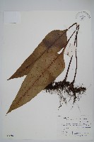 盾蕨藏品圖，第1張