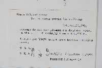 盾蕨藏品圖，第2張