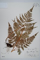 小葉複葉耳蕨藏品圖，第1張