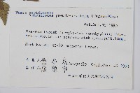 小葉複葉耳蕨藏品圖，第2張