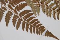 小葉複葉耳蕨藏品圖，第3張