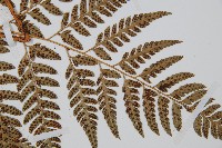 小葉複葉耳蕨藏品圖，第4張