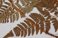 小葉複葉耳蕨藏品圖，第5張