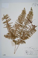 芒萁藏品圖，第1張