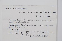 芒萁藏品圖，第2張