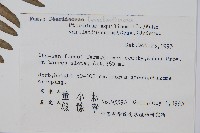 蕨藏品圖，第2張