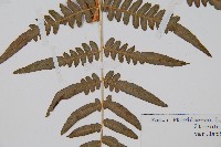 蕨藏品圖，第3張