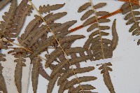 蕨藏品圖，第4張