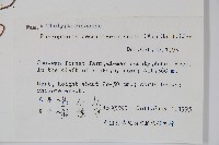 翅軸假金星蕨、短柄卵果蕨藏品圖，第2張