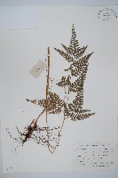 小葉複葉耳蕨藏品圖，第1張