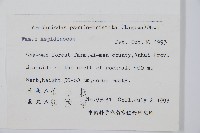 小葉複葉耳蕨藏品圖，第2張