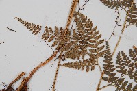 小葉複葉耳蕨藏品圖，第5張