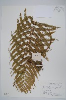 登錄號:P003497藏品圖，第1張