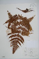 黑足鱗毛蕨藏品圖，第1張
