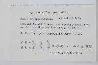 黑足鱗毛蕨藏品圖，第2張