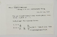 南嶺鳳丫蕨藏品圖，第5張