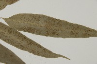 南嶺鳳丫蕨藏品圖，第7張