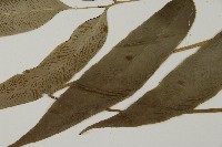 南嶺鳳丫蕨藏品圖，第8張