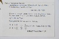 桫欏鱗毛蕨藏品圖，第2張