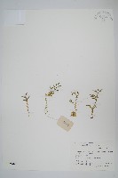 姬卷柏藏品圖，第1張