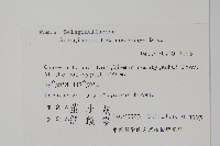 姬卷柏藏品圖，第2張