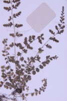 北京鐵角蕨藏品圖，第3張