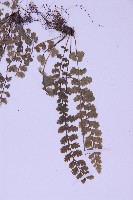 北京鐵角蕨藏品圖，第4張