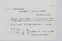 三翅鐵角蕨藏品圖，第2張