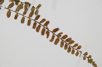 三翅鐵角蕨藏品圖，第3張