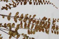 三翅鐵角蕨藏品圖，第4張