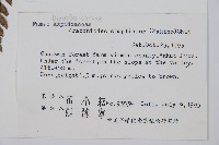 長尾複葉耳蕨藏品圖，第2張