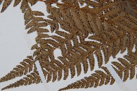 長尾複葉耳蕨藏品圖，第3張