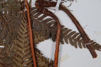 長尾複葉耳蕨藏品圖，第4張