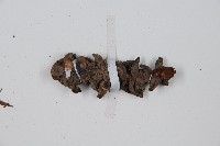 長尾複葉耳蕨藏品圖，第5張