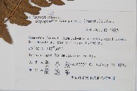 闊鱗鱗毛蕨藏品圖，第2張