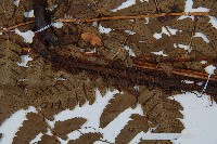 闊鱗鱗毛蕨藏品圖，第3張