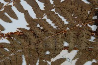 闊鱗鱗毛蕨藏品圖，第4張