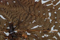 闊鱗鱗毛蕨藏品圖，第5張