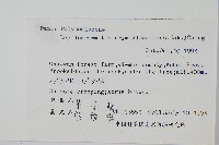 抱石蓮藏品圖，第2張