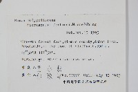 大星蕨藏品圖，第2張