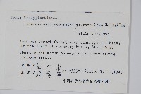 翅軸假金星蕨、短柄卵果蕨藏品圖，第2張