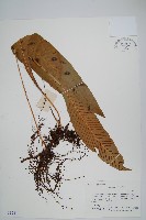 短圓線蕨藏品圖，第1張