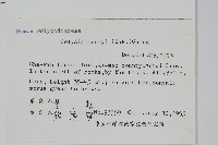 短圓線蕨藏品圖，第2張