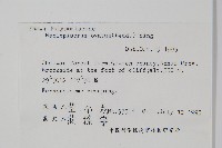 盾蕨藏品圖，第2張