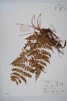 長葉鱗毛蕨藏品圖，第1張